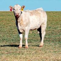 Cattle producers are battling flies and ticks this summer_art