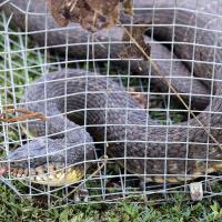 Big snake from pond at Legion Park