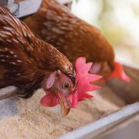 Tips on safely raising backyard poultry to avoid getting sick_art