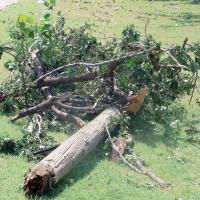 Some of the downed tree limbs and a pole from the storms