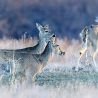Chronic wasting disease (CWD) is a fatal, neurodegenerative prion disease that affects cervids such as white-tailed deer, mule deer and elk