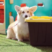 Dally sniffs a plastic tub