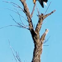 Eagle-eye view_story