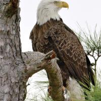 Bald eagle in Canadian County