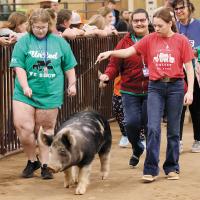Caitlyn Lacefield (left) and Isabella Resendiz (center) walk a pig around the show ring with the help of Madelyn Shropshire