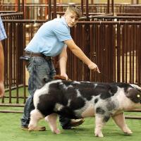 Hudson Lockler listens to the judge while showing his spotted pig