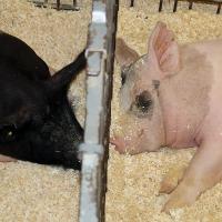 Canadian County Fair_pigs snuggle