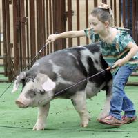 Kodie Stewart uses two whips to guide her spotted swine around the show ring