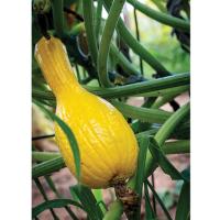 Fall gardening