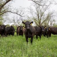 Cattle grazing