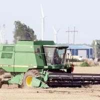 A farmer uses a combine to cut wheat in a field south of Calumet