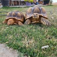Ferb the tortoise, left, with his buddy, Phineas, 