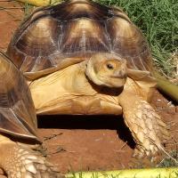 Tortoise on a slow run in Piedmont_story