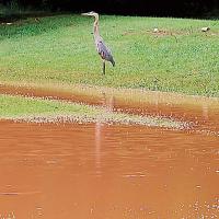 This bird at Lake El Reno stood near the rising water