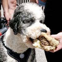 Gus, an Aussiedoodle, takes a bite of the Big Burger