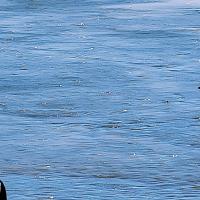 Sub-zero temperatures made getting around a bit different for waterfowl