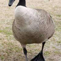 Canadian geese are leaving waste that has become a problem