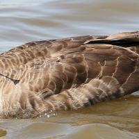 Goose with dart in neck