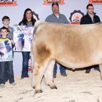 Madison Shout’s Charolais steer was named Champion Market Steer 