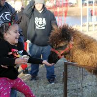 Laughing at llamas