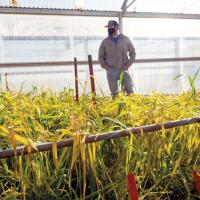 OSU’s wheat breeding program suffered a dramatic loss when its greenhouse heating system failed in subzero temperatures