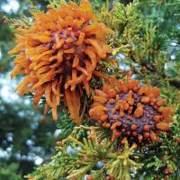 Cedar-apple rust