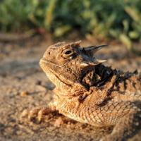 Horned lizards were historically found across much of the western two-thirds of Oklahoma