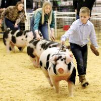 Hudson Lockler leads two competitors around the show ring