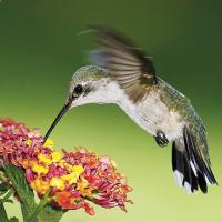 Hummingbirds are expected back in Oklahoma as warmer weather returns
