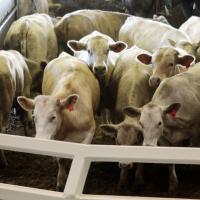Cattle move into the auction area at OKC West