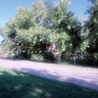 Vicki Myers’ late husband, Mark, planted seven maple trees on their property