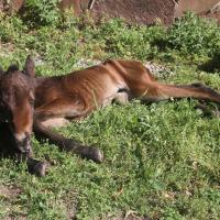Baby horse