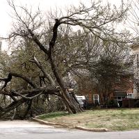 Tree down at Cooney and Hoff