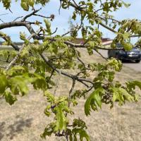 Leucanium scale insect on oak trees_2