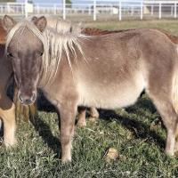 Nexus seeks help in mini horse rescue_1