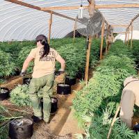 State agents work at an illegal marijuana operation that was shut down
