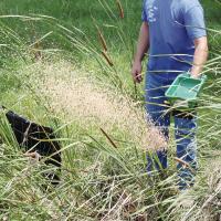 Olson Johnson tosses out a large portion of larvicide