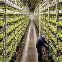 Rows of leafy greens grow under controlled conditions inside a vertical farming facility