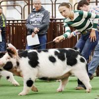 Meghan McCullough walks her spot gilt around the arena. 