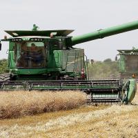 Mike Crowly and Peter Jensen cut wheat in a field