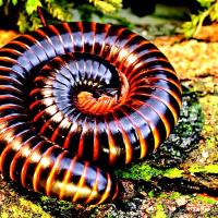 Millipede