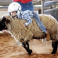 Dominic Cortez hangs on out of the gate in the mutton busting