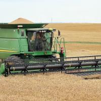 Nick Owen drives a harvester over a patch of wheat
