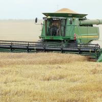 Nick Owen cuts wheat in one of his fields west of Calumet