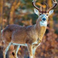 Deer