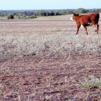 Oklahoma’s multi-year drought has depleted forage options