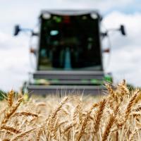 The Small Grains OSU Extension Team harvests demonstration plots at the Agronomy Research Station in Stillwater