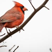 Yard work for the birds art