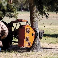 A pecan tree shaker gently shakes ripe pecans off their branches