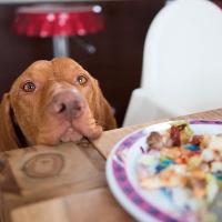 Many foods safe for human consumption are toxic to animals